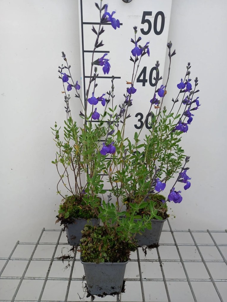 Salvia lycioides - pot 9x9 cm -