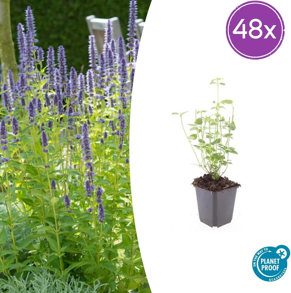 Agastache 'Black Adder' - 20cm