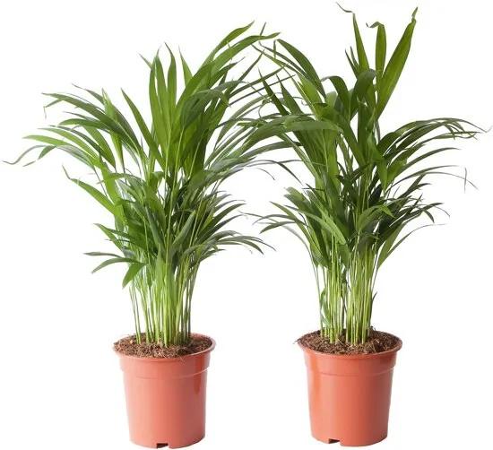 2 Areca Dypsis Palm oftewel Goudpalm - Kamerplant in Kwekerspot 17 cm - Hoogte 65 cm