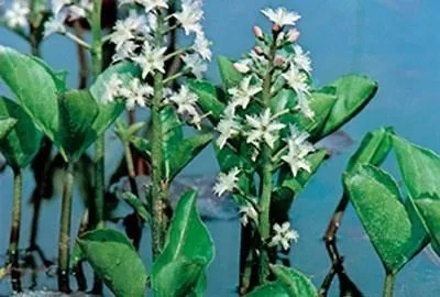 Menyanthes trifoliata - pot 9x9 cm -