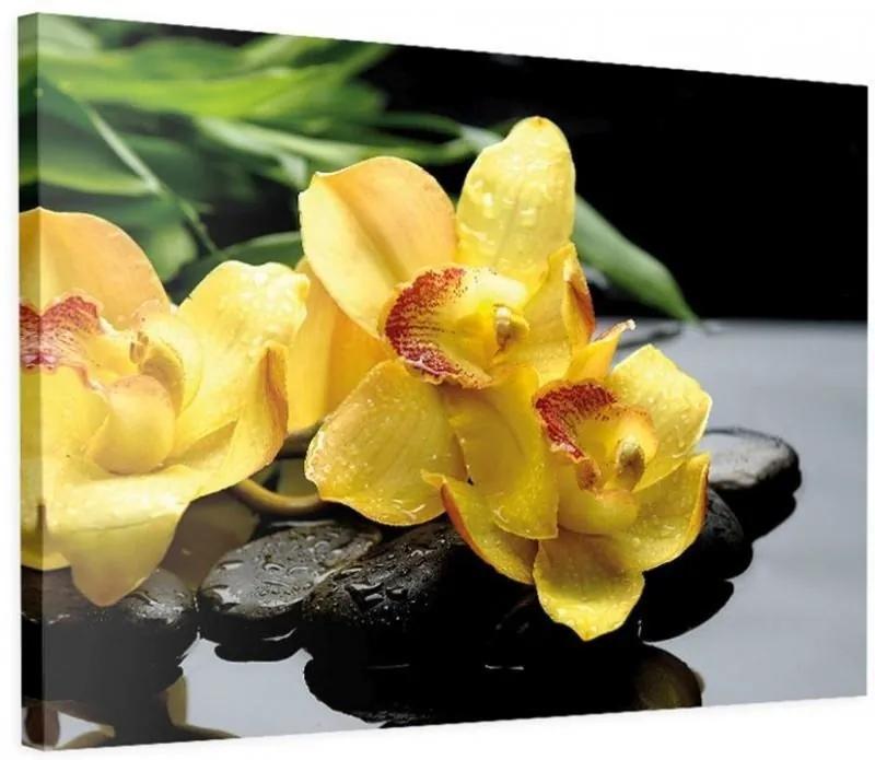 Schilderij - Gele Orchidee