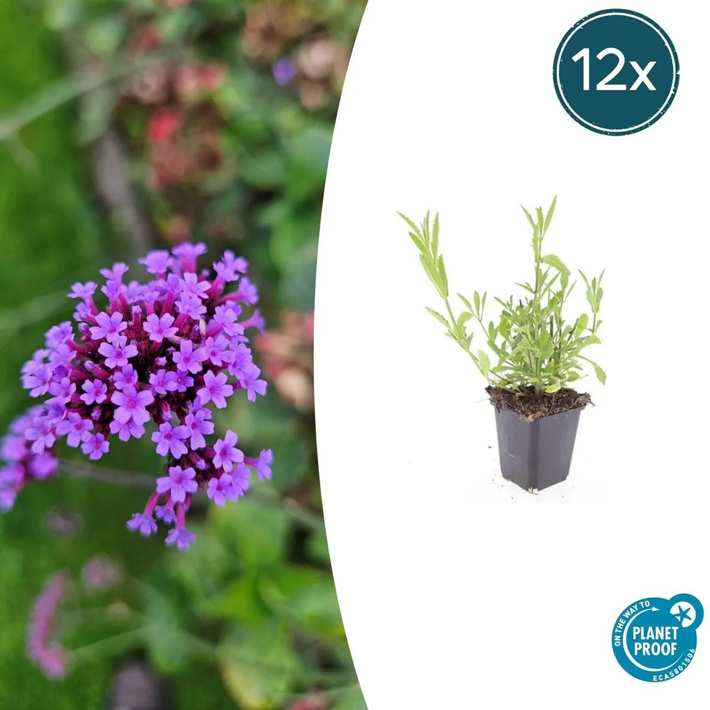 Verbena Bonariensis - 20cm