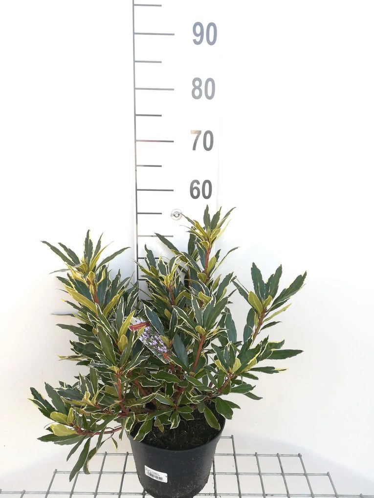 Rhododendron ponticum 'Variegatum' - pot - 40-50 cm