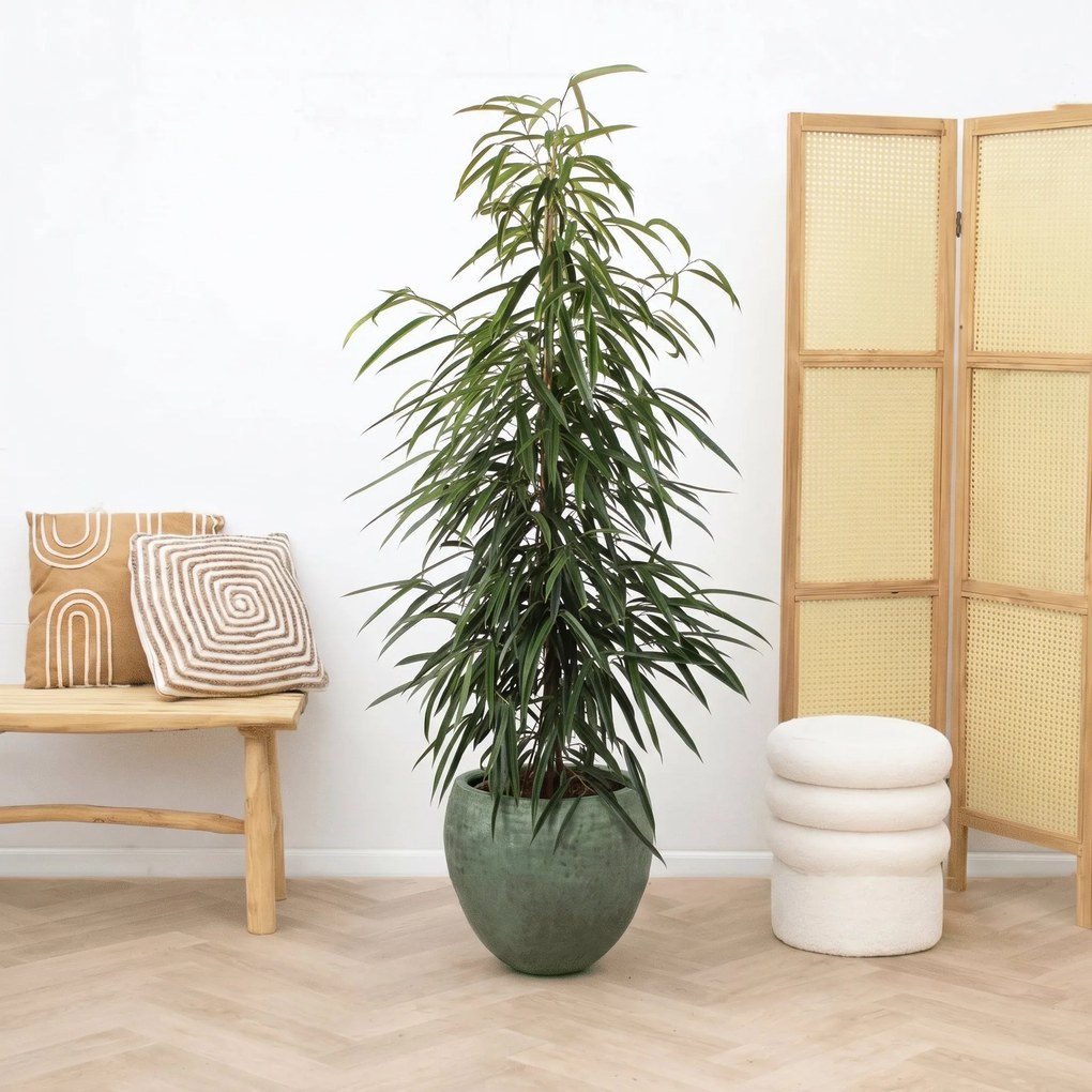Ficus Alii king zuil - 150cm