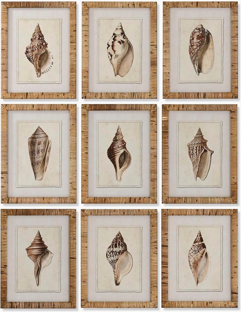 Ingelijste digitale prints Conch, 9-delig