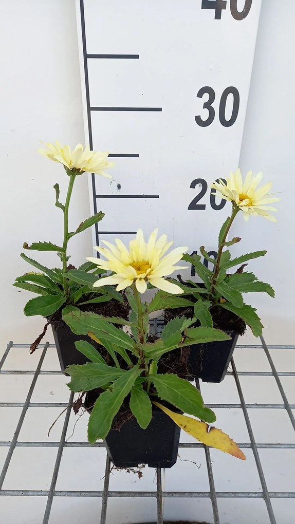 Leucanthemum 'Banana Cream' - pot 9x9 cm -