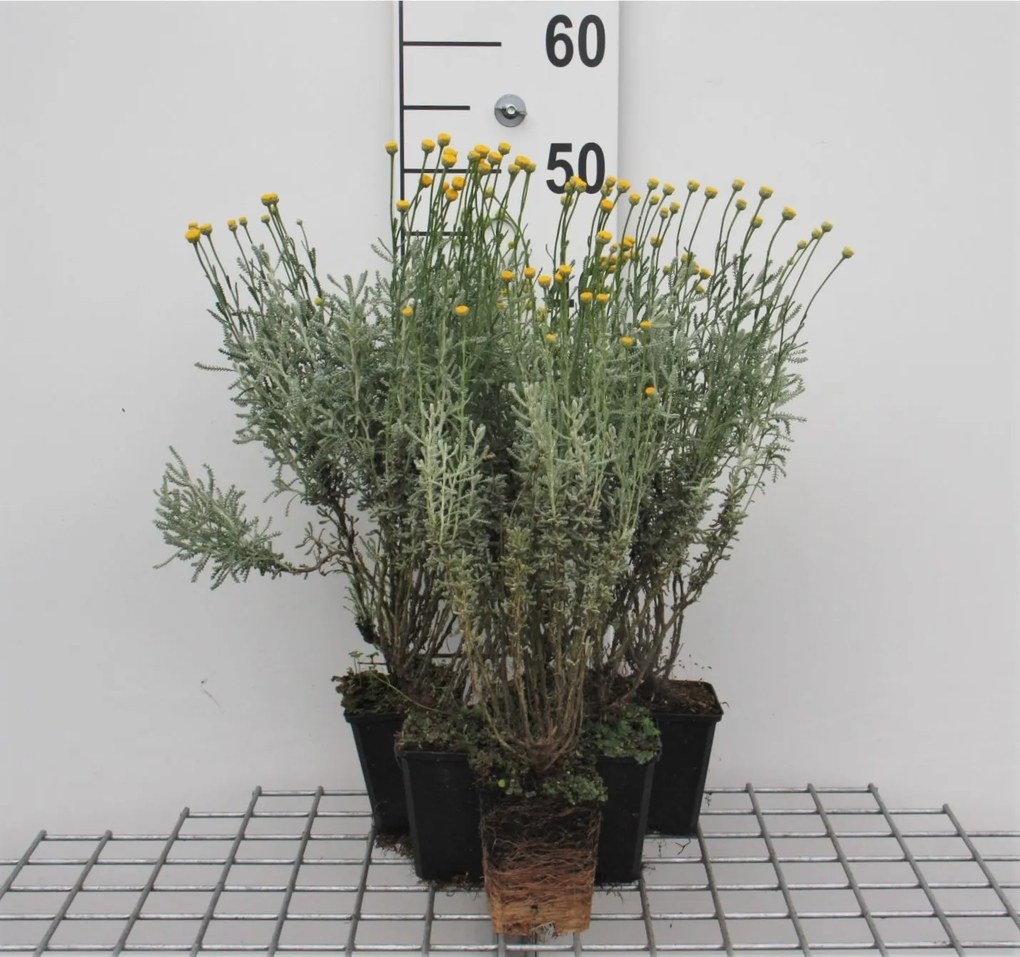 Santolina chamaecyparissus - pot 9x9 cm -