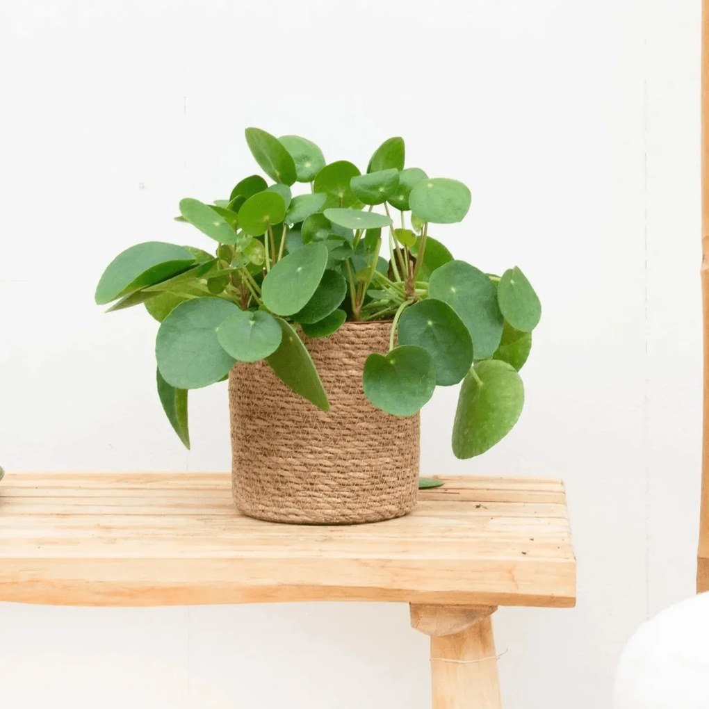 Combi deal - Pannenkoekenplant inclusief mand Scott - 20cm