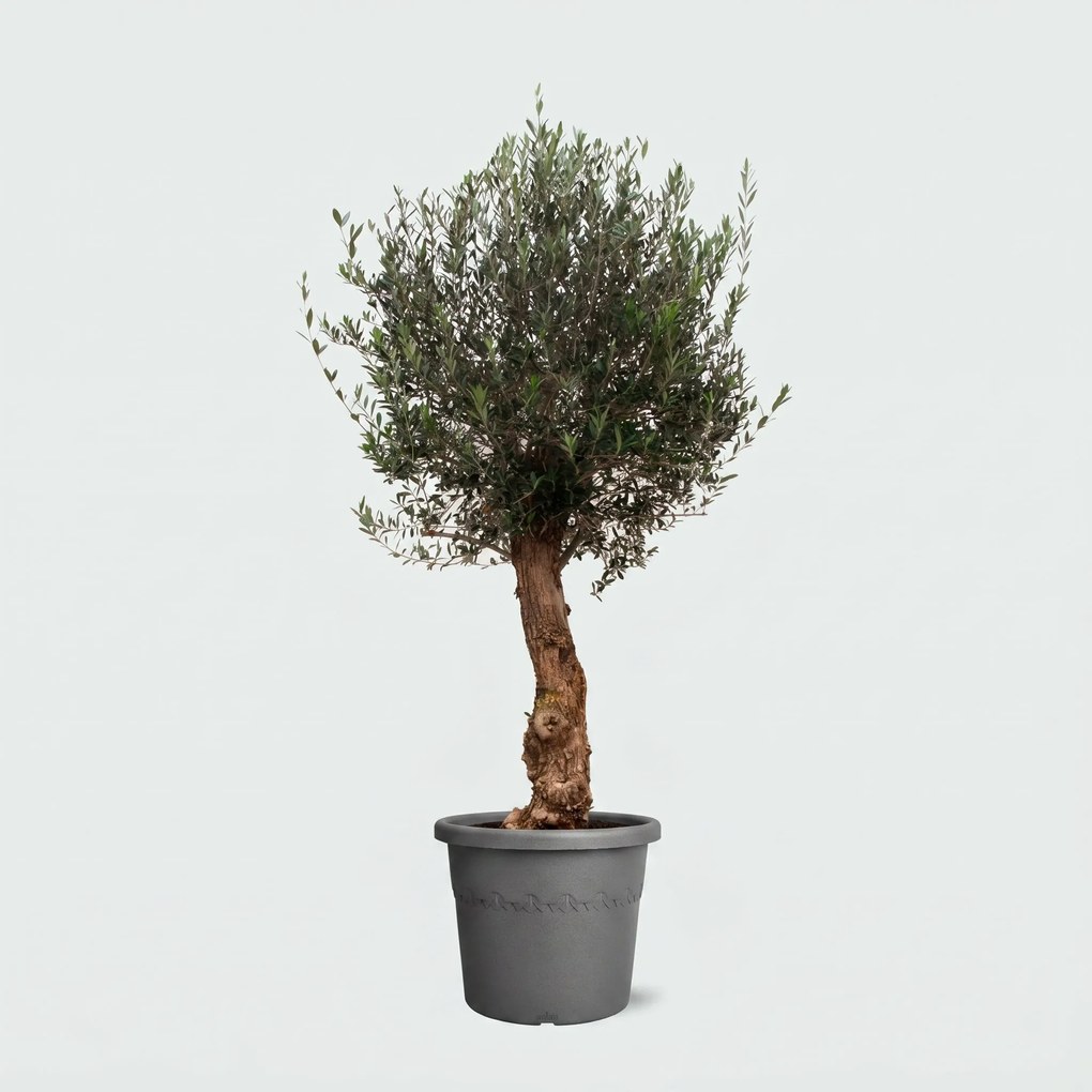 Olijfboom Olea Europaea Bonsai  - 200cm / stamomtrek 45-60cm