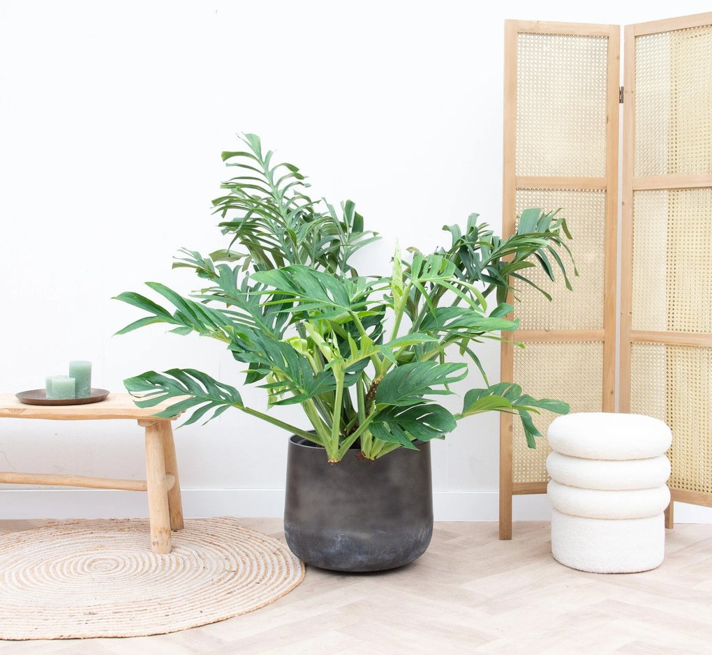 Monstera Pertusum Compacto - 100cm