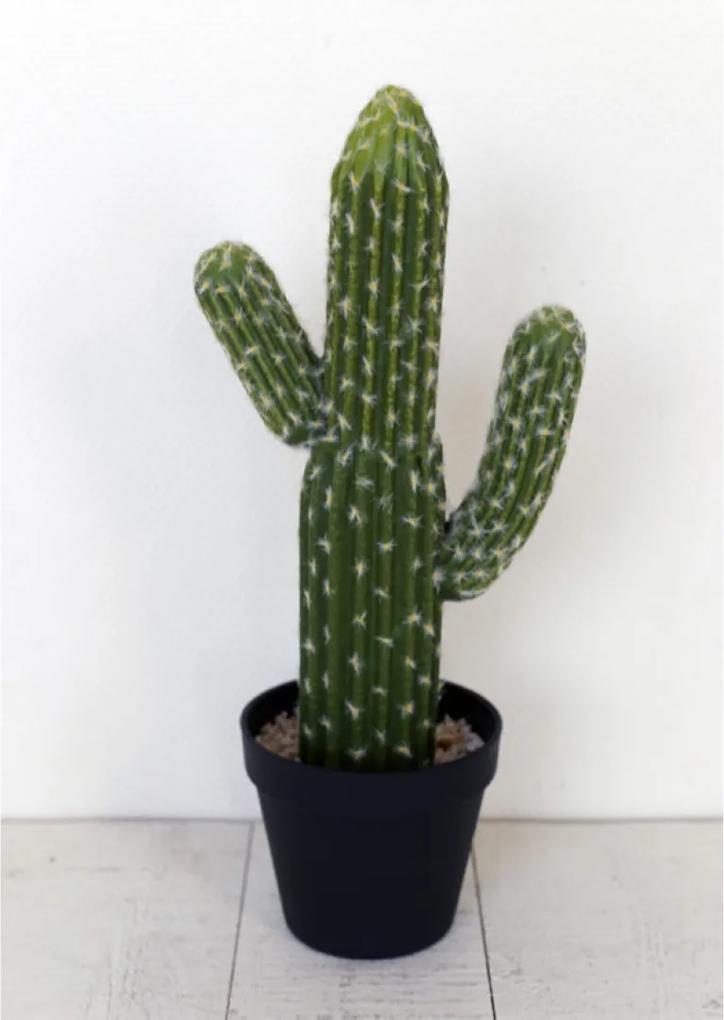 Cactus Grieg met pot
