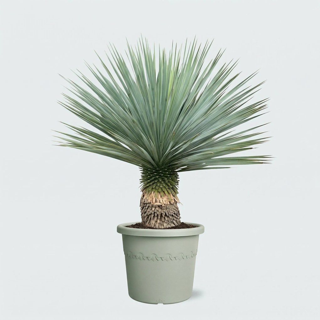 Yucca Rostrata - 100cm