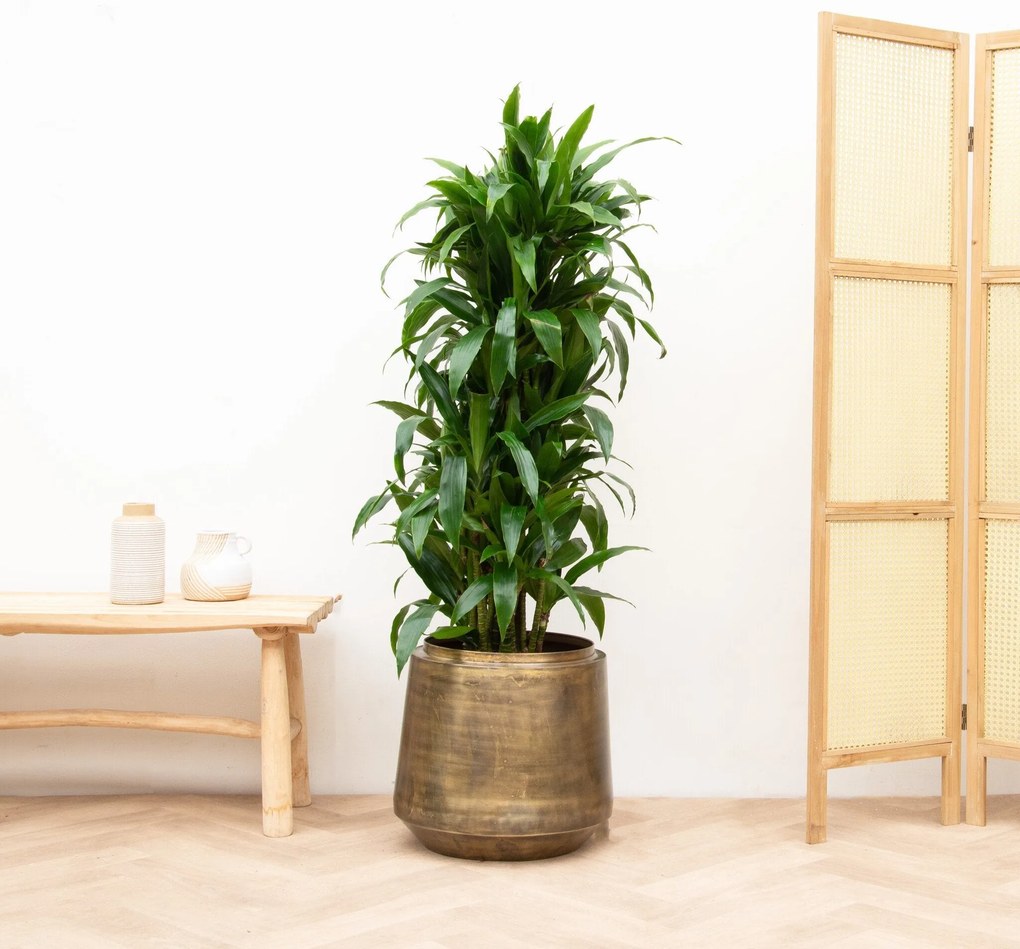 Dracaena Deremensis Janet Lind vertakt - 140cm