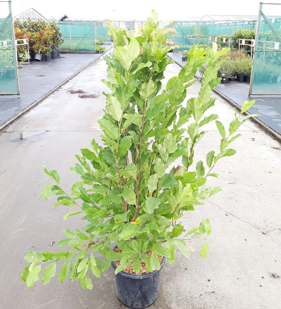 Magnolia x loebneri 'Leonard Messel' - pot 15L - 125-150 cm