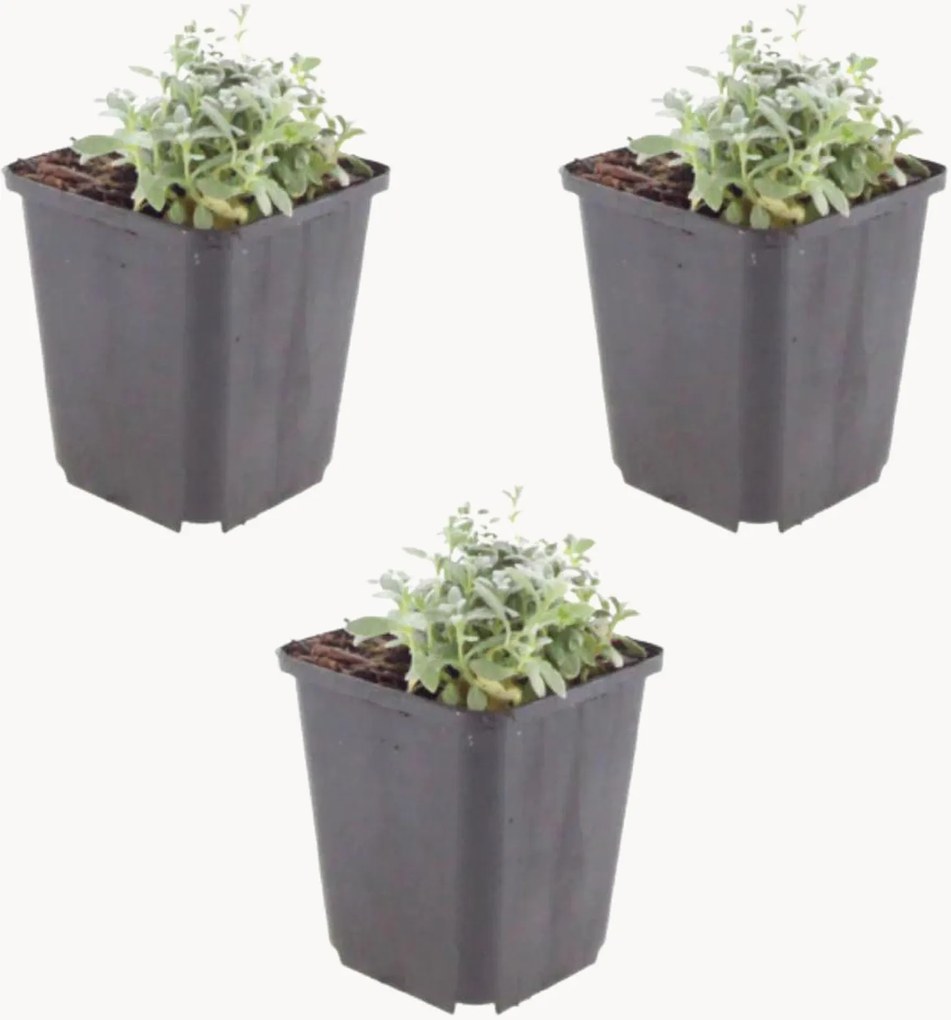 Planten Fuzzled Chickweed Cerastium Tomentosum, 3-delig