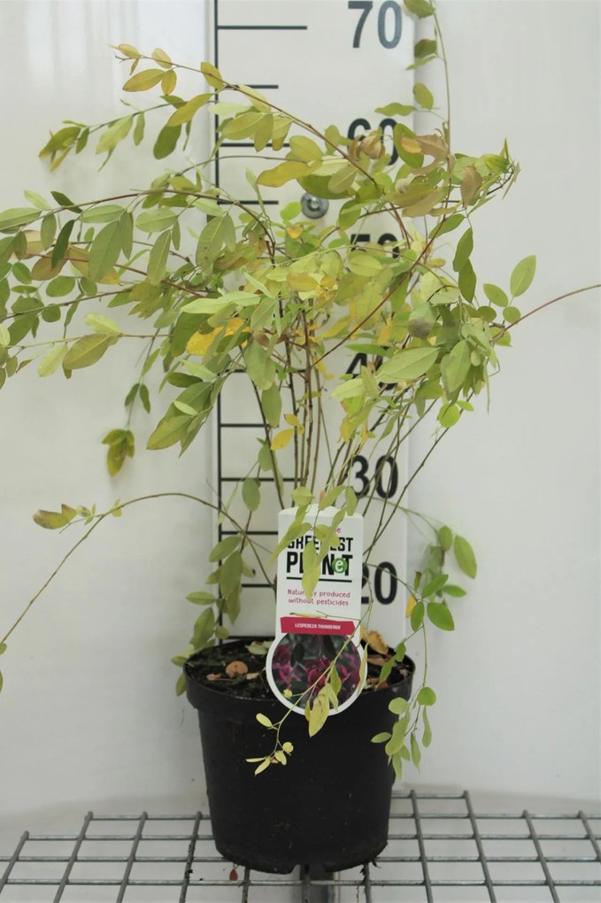 Lespedeza thunbergii - pot - 40-50 cm