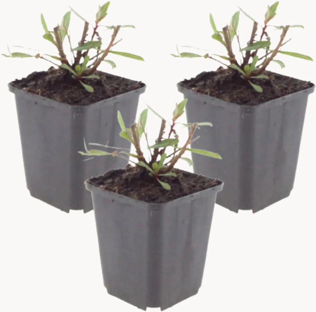 Planten Beeblossom Gaura lindheimeri Whirling Butterflies, 3-delig