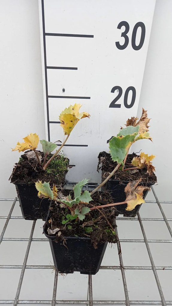 Eryngium maritimum - pot 9x9 cm