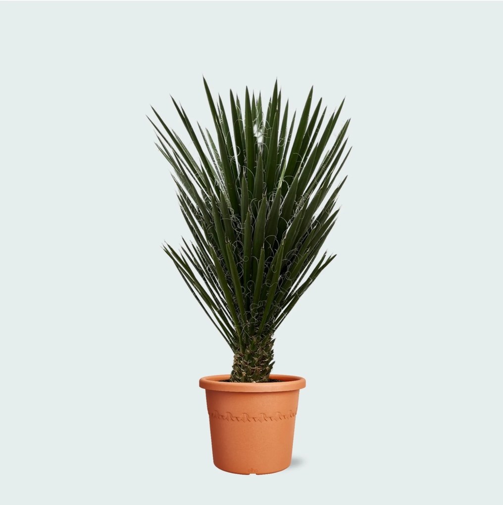 Yucca Filifera - 130 cm