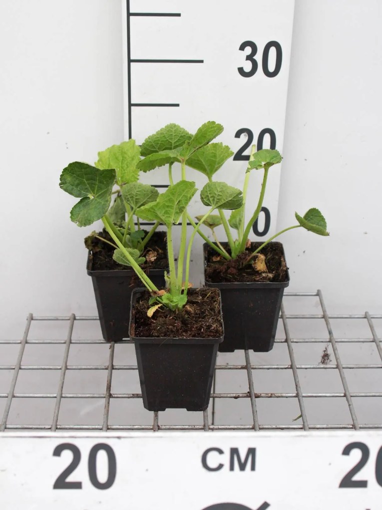 Alcea rosea 'Nigra' - pot 9x9 cm -