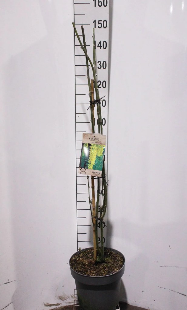 Laburnum x watereri 'Vossii' - pot 12L - 100-125 cm -