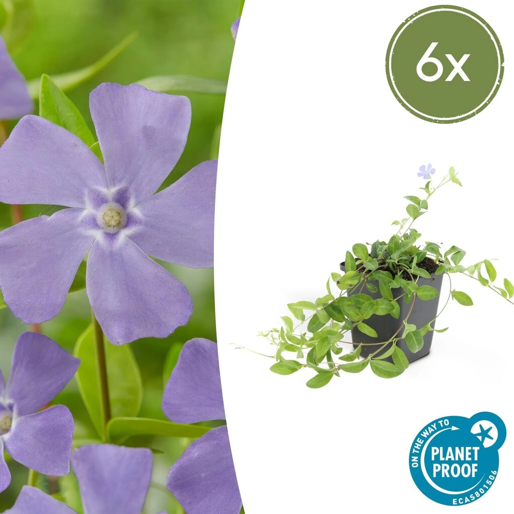 Vinca minor 'La Grave' - 20cm