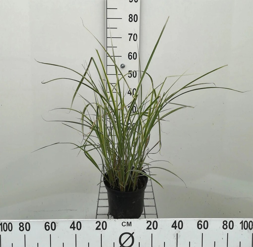 Miscanthus sinensis 'Variegatus' - pot 3L