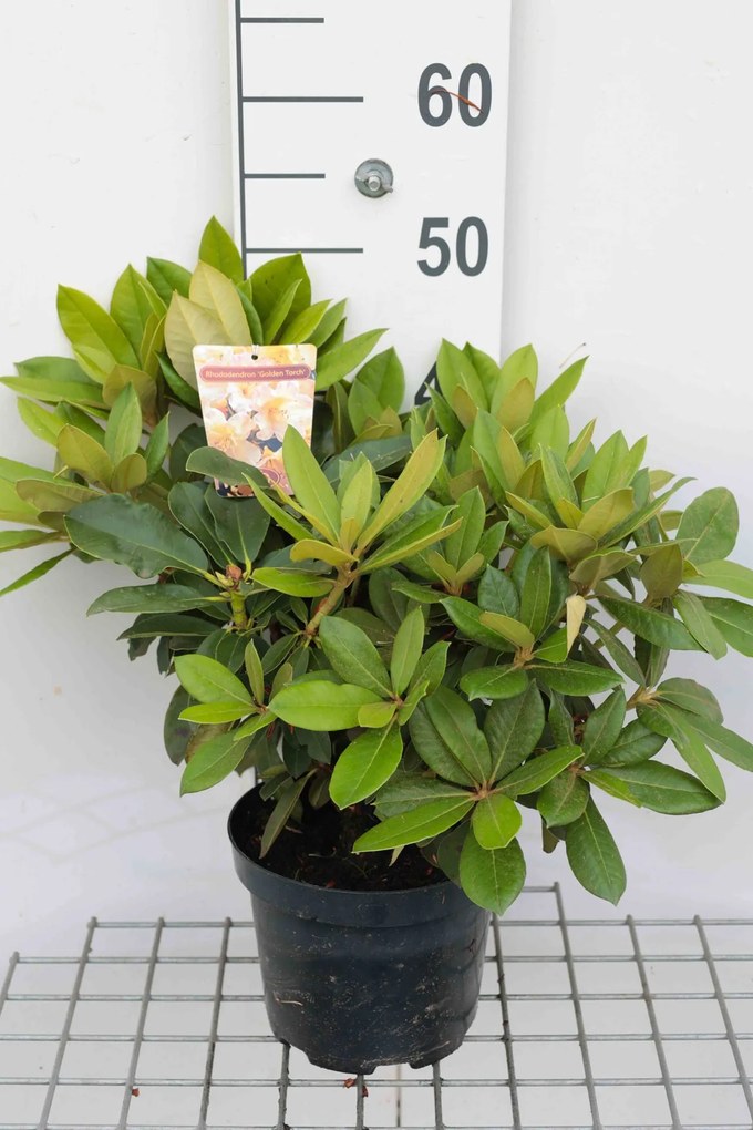 Rhododendron 'Golden Torch' - pot - 25-30 cm