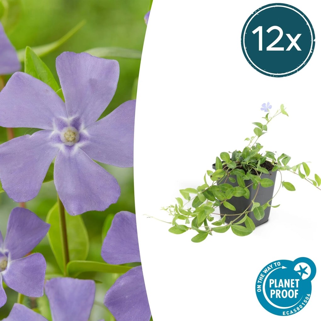 Vinca minor 'La Grave' - 20cm
