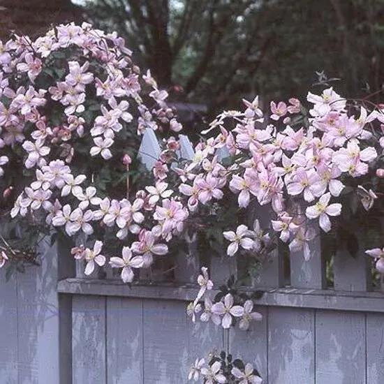 Clematis Montana Rubens - Klimplant roze Klimplanten van