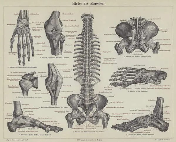 Kunstreproductie Ligaments of the human body, German School,