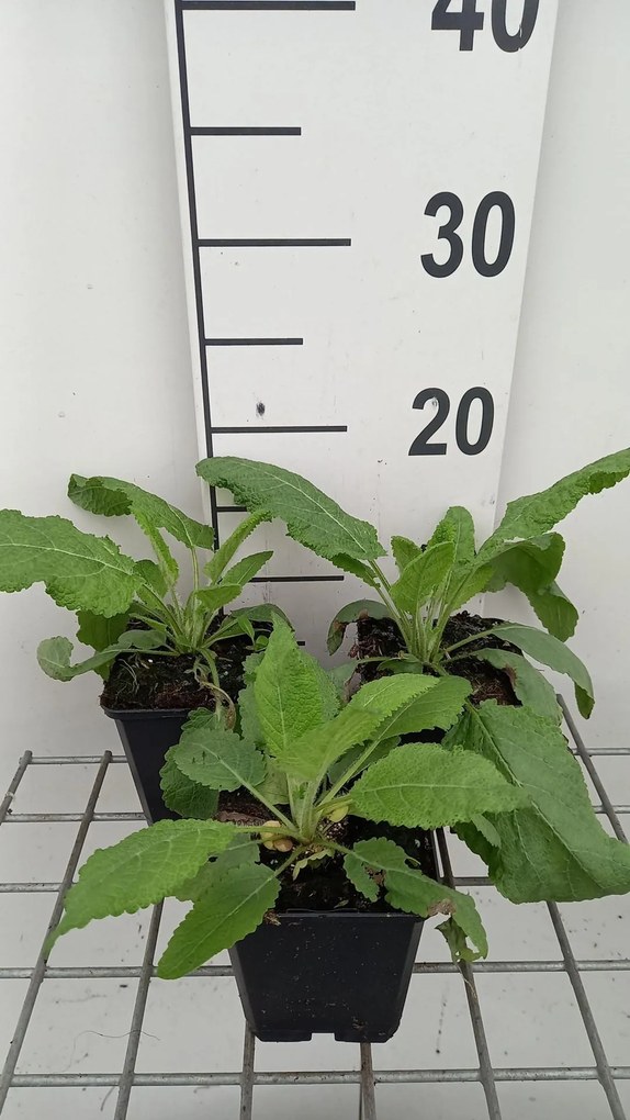 Salvia pratensis 'Sky Dance' - pot 9x9 cm