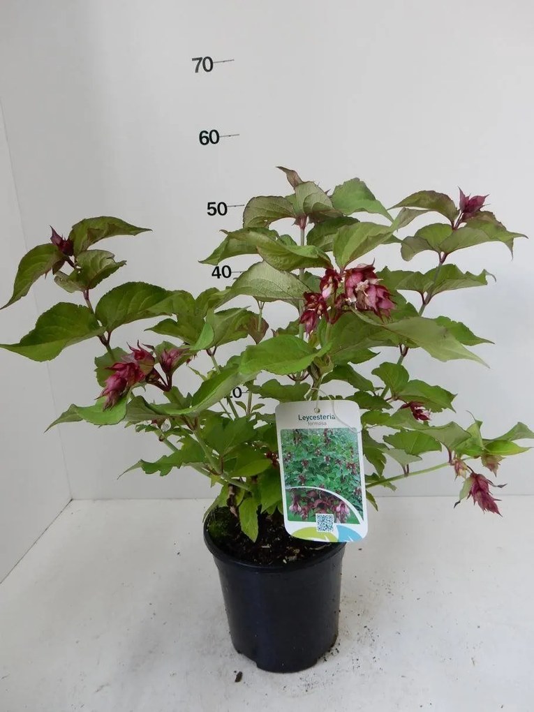 Leycesteria formosa - pot - 40-50 cm