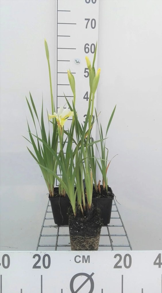 Iris sibirica 'Butter and Sugar' - pot 9x9 cm -