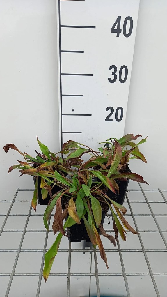 Buphthalmum salicifolium - pot 9x9 cm