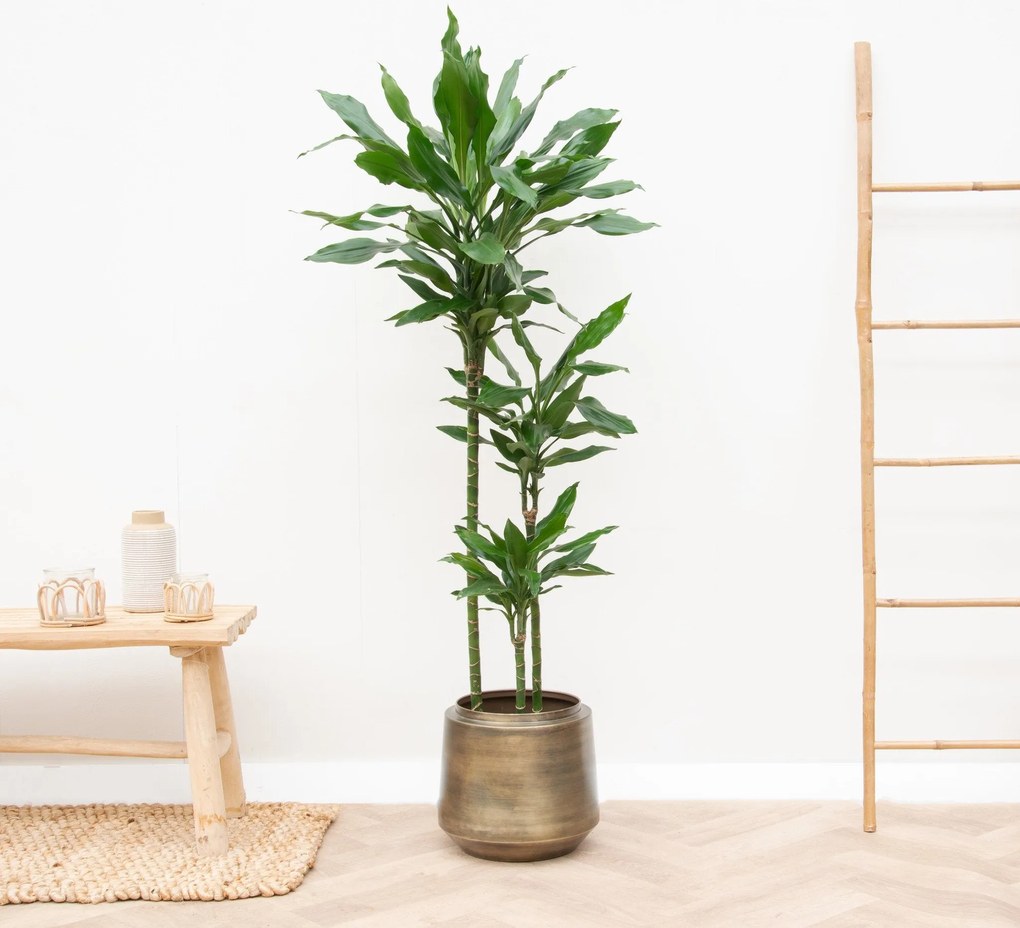 Dracaena Janet Lind XL - 160cm