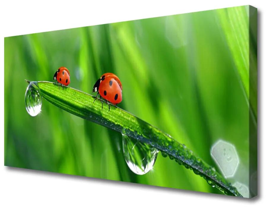 Print op doek Ladybug grass drops 100x50 cm