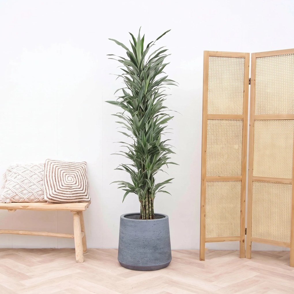 Dracaena Warneckei vertakt  - 180cm