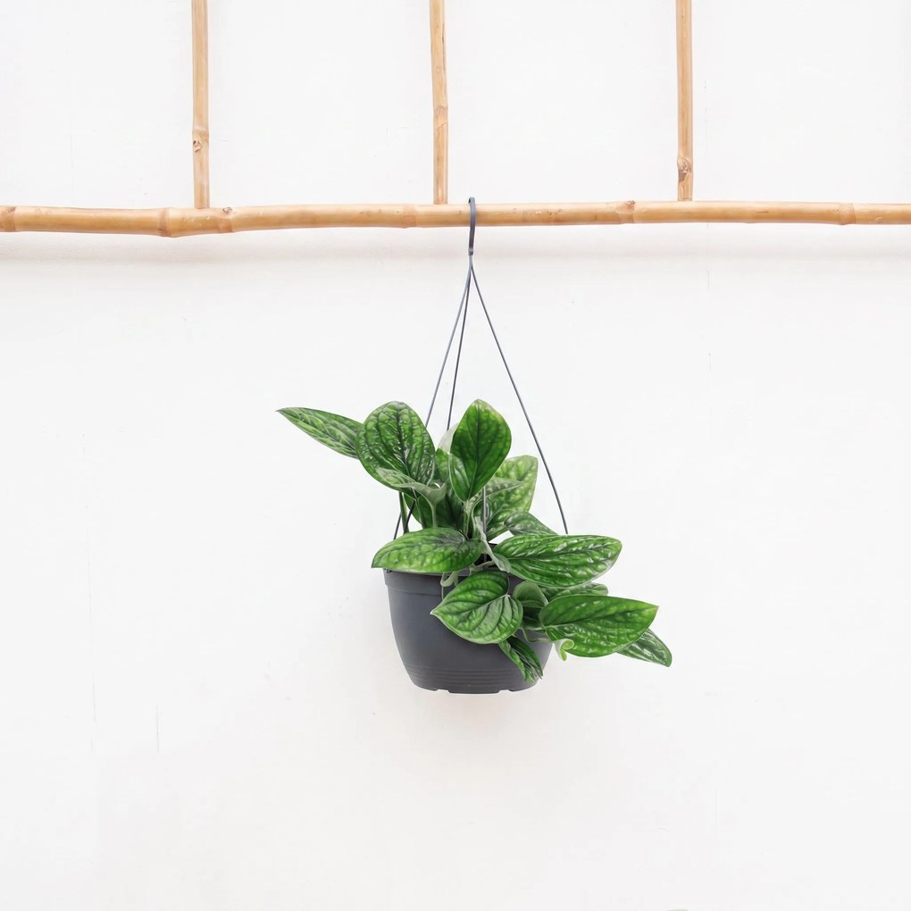 Epipremnum pinnatum 'Marble Planet' hangplant - 30cm