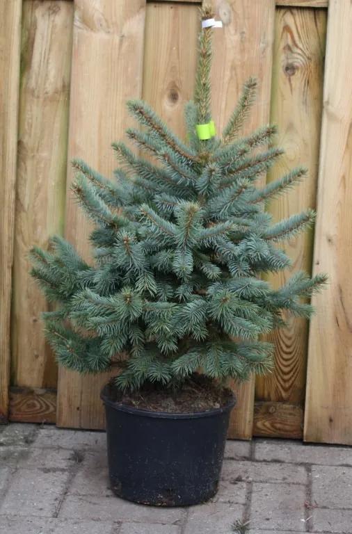 Kerstboom Warentuin Picea Pungens 60 - 80 cm Warentuin Natuurlijk
