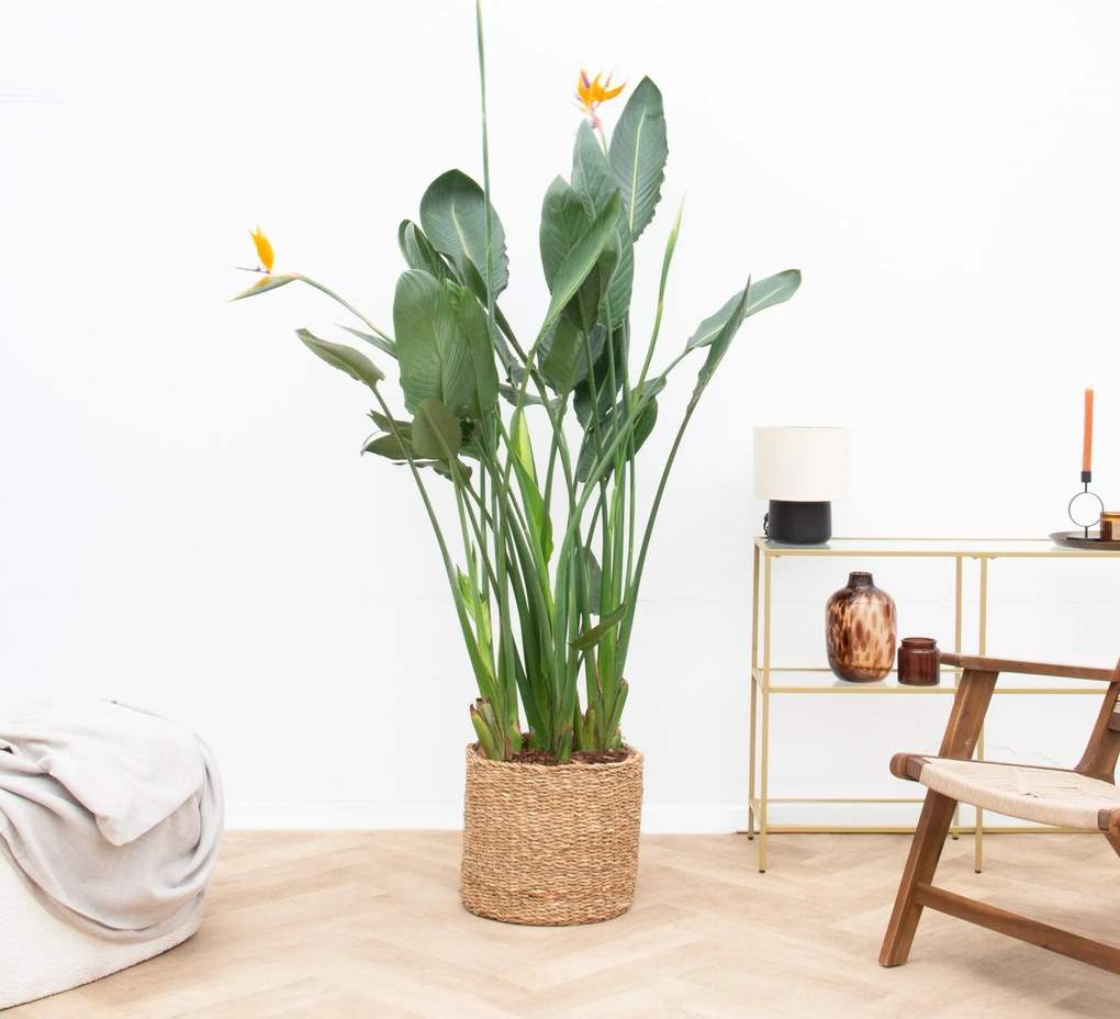 Strelitzia Reginae XL de luxe - 150cm