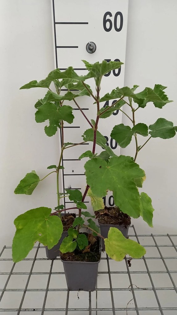 Lavatera 'Burgundy Wine' - pot 9x9 cm