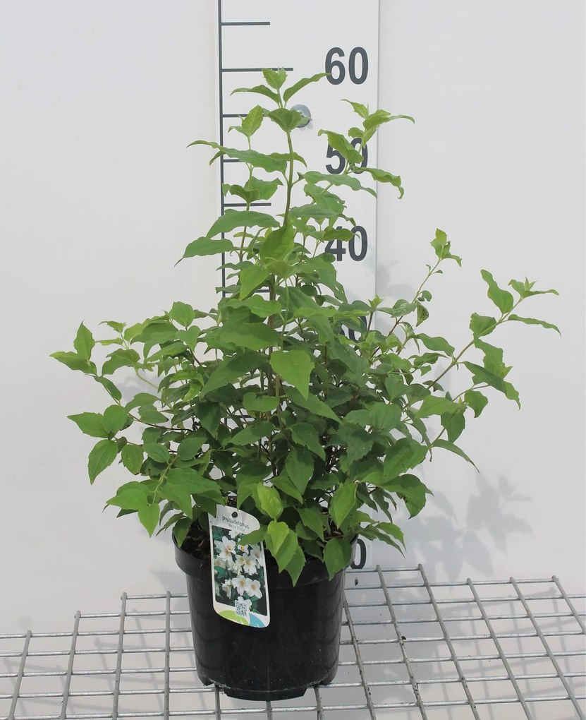 Philadelphus 'Belle Etoile' - pot - 50-60 cm