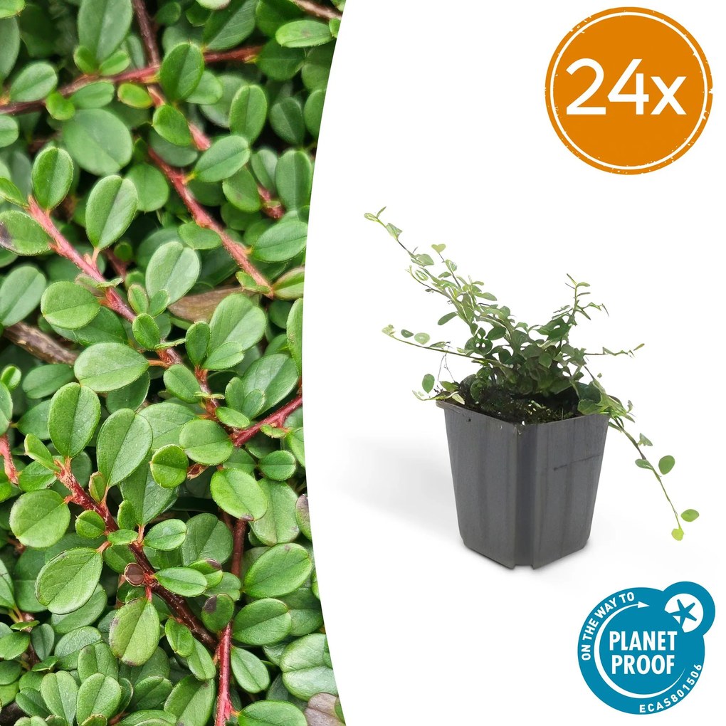 24x Cotoneaster pr.'Streib's Findling'-↕10-25cm - Ø9cm