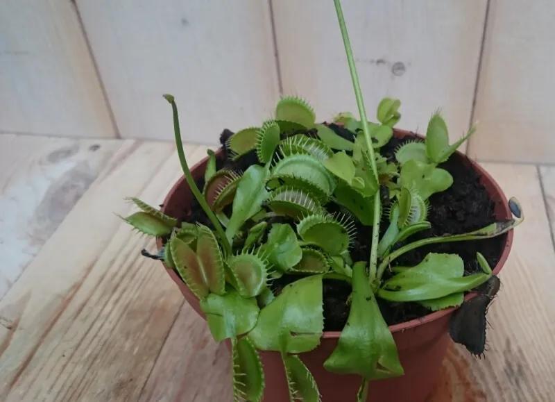 3 stuks Vleesetende plant Mascotte Venusvliegenvanger Dionaea