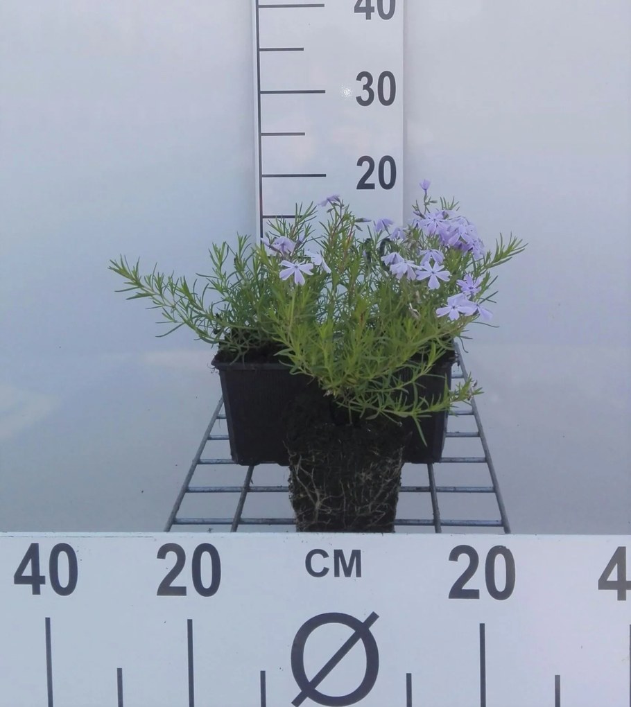 Phlox 'Emerald Cushion Blue' - pot 9x9 cm -