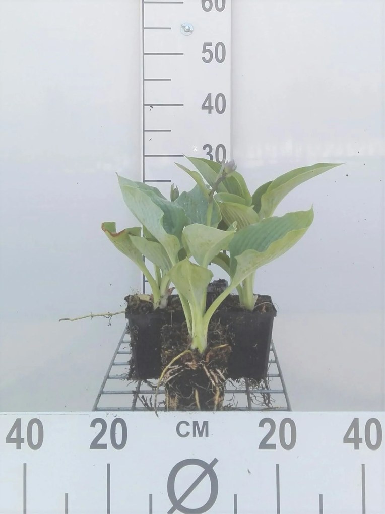 Hosta 'Big Daddy' - pot 9x9 cm -