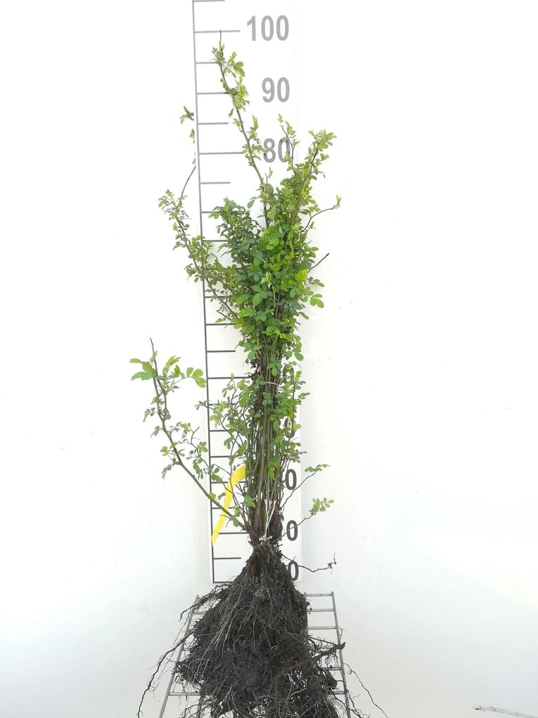Rosa arvensis - blote wortel - 60-90 cm