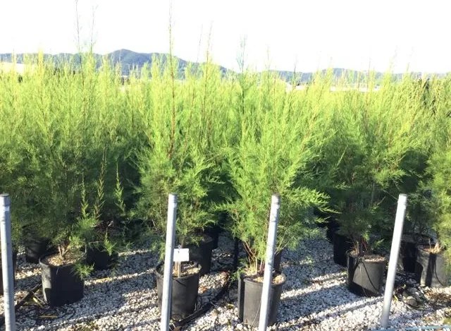Tamarix tetrandra - pot 18L - 125-150 cm -