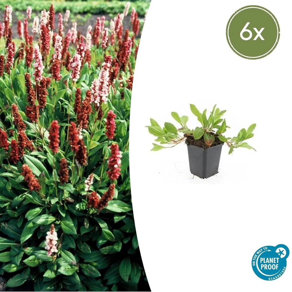 Persicaria aff. 'Darjeeling Red' - 20cm